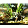 Photo Small Aquarium Fish 27 Animal