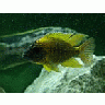 Photo Small Aquarium Fish 3 Animal