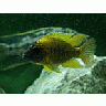 Photo Small Aquarium Fish 3 Animal title=