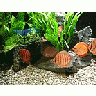 Photo Small Aquarium Fish 32 Animal