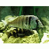 Photo Small Aquarium Fish 36 Animal title=