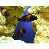 Photo Small Aquarium Fish 39 Animal