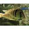 Photo Small Aquarium Fish 42 Animal title=