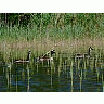 Photo Small Canadian Geese Swimming Animal