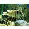 Photo Small Aquarium Fish 43 Animal