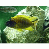 Photo Small Aquarium Fish 5 Animal title=