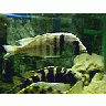 Photo Small Aquarium Fish 8 Animal