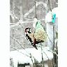 Photo Small Great Spotted Wookpecker Picking Tallow Ball Animal