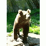 Photo Small Bear Animal