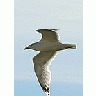Photo Small Flying Seagull Close Up Animal title=