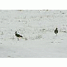 Photo Small Lapwings In Snowy Field Animal title=