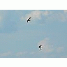 Photo Small Pair Of Flying Swallows Animal title=