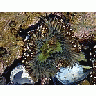 Photo Small Anemone Animal title=