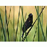 Photo Small Bird 9 Animal title=