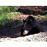 Photo Small Black Bear 3 Animal title=