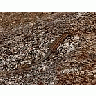 Photo Small Camouflaged Lizard Animal title=
