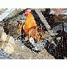 Photo Small Chickens Animal