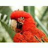 Photo Small Cockatoo Animal