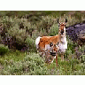 Photo Small Coyote And Antelope Animal