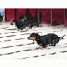 Photo Small Dogs Run Animal