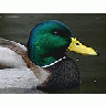 Photo Small Duck Animal