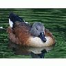 Photo Small Duck 2 Animal