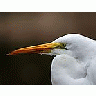 Photo Small Egret Animal