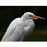 Photo Small Egret 2 Animal