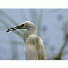 Photo Small Egret 4 Animal title=