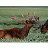 Photo Small Elk Animal title=