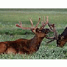 Photo Small Elk Animal