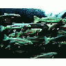 Photo Small Fishes Animal title=