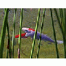 Photo Small Fishes In Pond 2 Animal