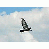 Photo Small Flying Pigeon Animal