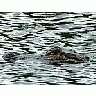 Photo Small Gator Animal