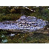 Photo Small Gator 2 Animal