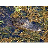 Photo Small Gator 4 Animal