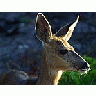 Photo Small White Tail Deer Animal