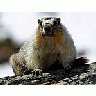 Photo Small Yellow Bellied Marmots Animal title=