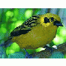 Photo Small Yellow Bird Animal