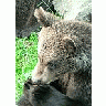 Photo Small Bear Eating Animal