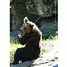 Photo Small Bear Sitting On The Behind Animal