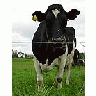 Photo Small Black And White Cow Animal title=