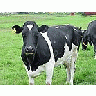 Photo Small Black And White Cow 2 Animal