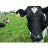 Photo Small Black And White Cow 3 Animal