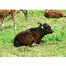 Photo Small Black Calf Lying In Pasture Animal title=