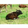 Photo Small Black Calf Lying In Pasture Animal