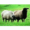 Photo Small Black Headed Sheep Animal