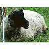 Photo Small Black Headed Sheep 3 Animal title=