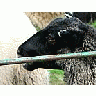 Photo Small Black Sheep Animal